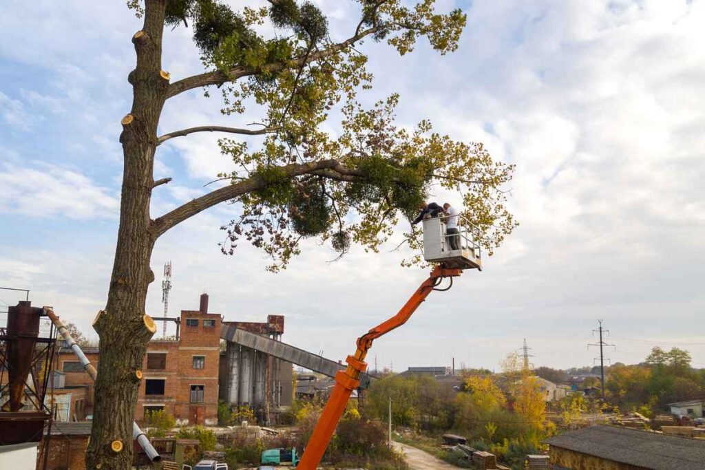 Fort Lauderdale Tree Cutting Services